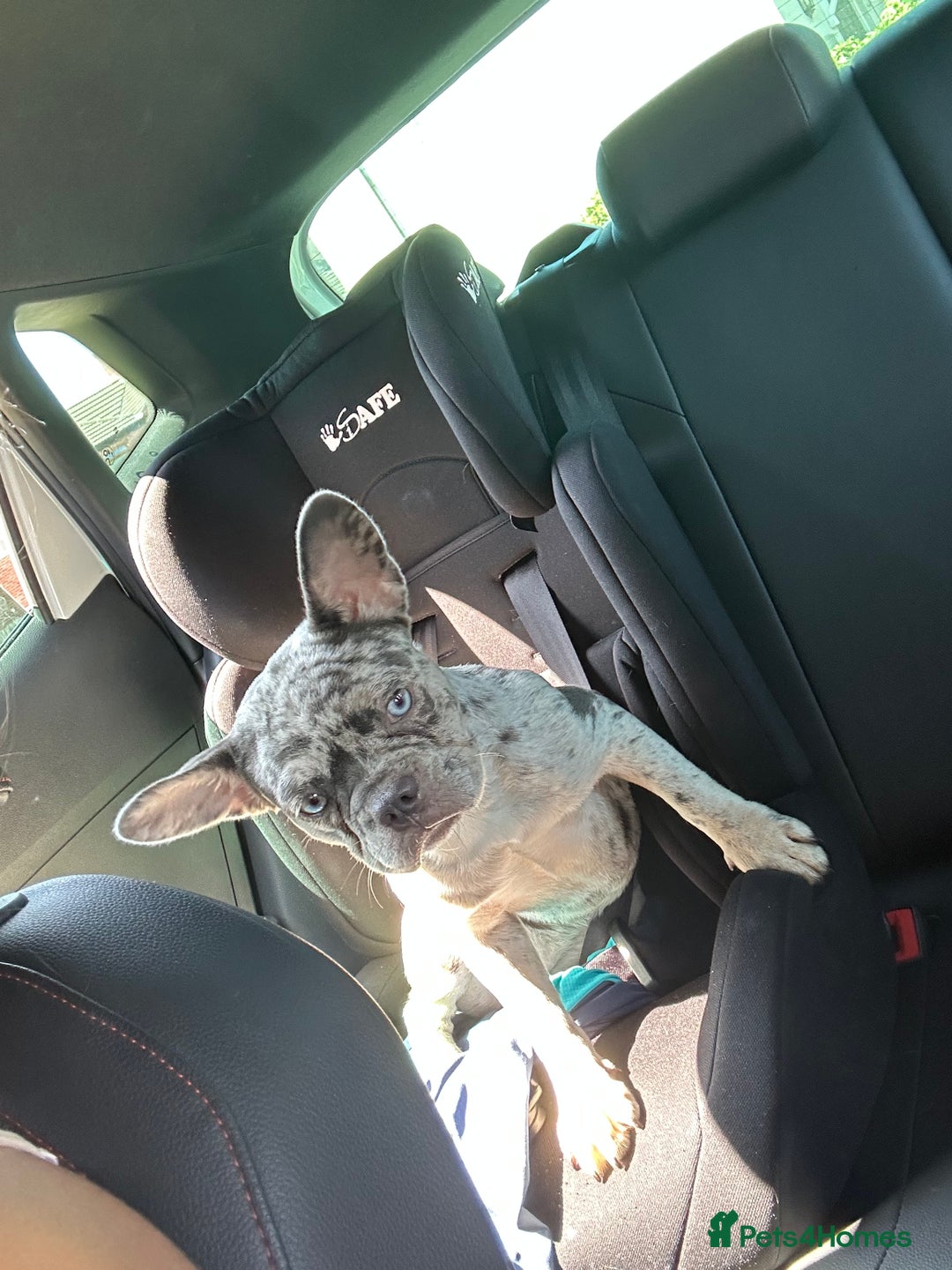 French Bulldog dogs for sale: French bulldog  - Image 6