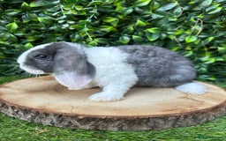Mini Lop rabbits for sale: Cutest Baby Mini Lop Bunny’s  - Image 5