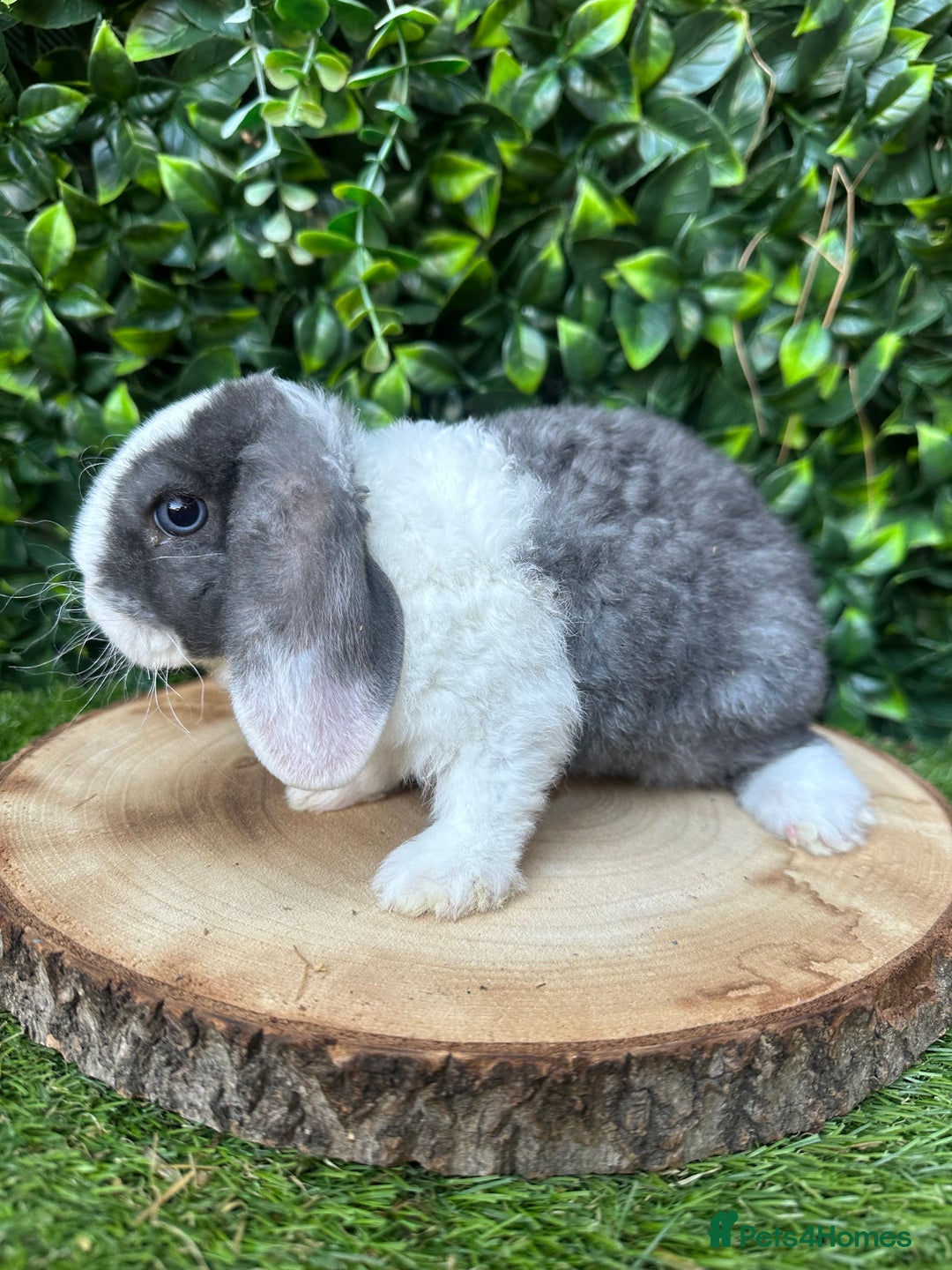 Mini Lop rabbits for sale: Cutest Baby Mini Lop Bunny’s  - Image 5