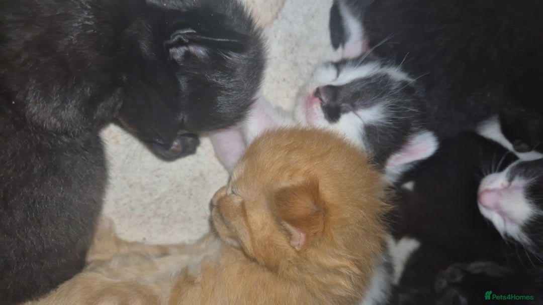 Mixed Breed cats for sale: Gorgeous kittens long and short haired - Image 21