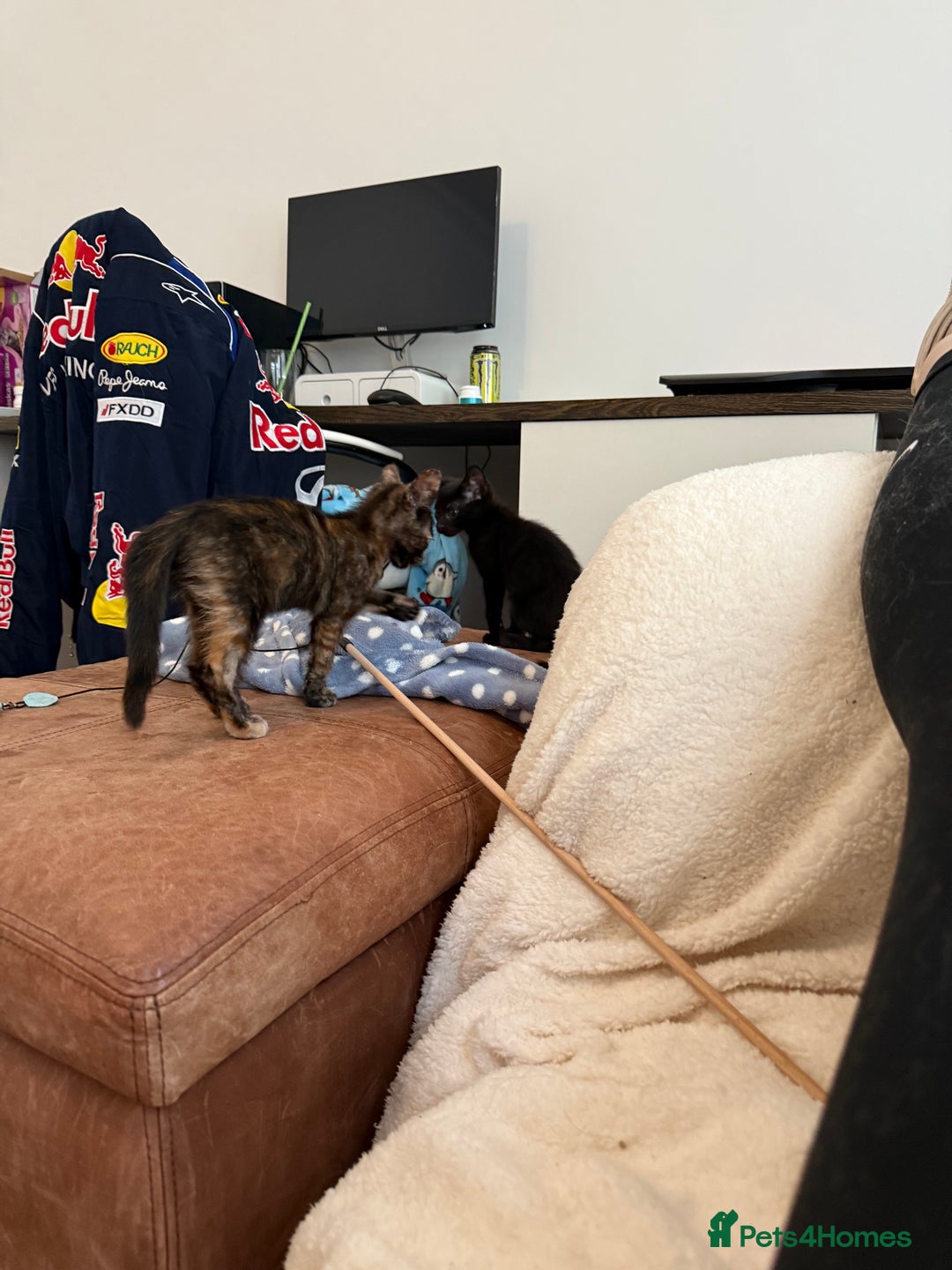 Mixed Breed cats for sale: 2 gorgeous kittens - Image 3