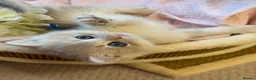 British Shorthair cats for sale: British shorthair adorable Blu golden GCCF kitens - Advert 7
