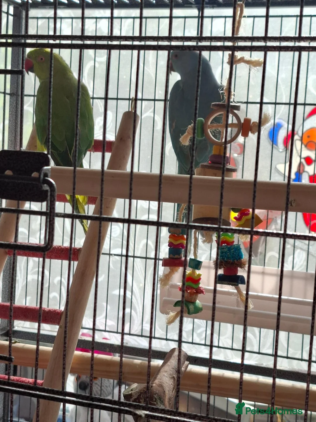 Ringnecks birds for sale: Indian ringnecks - Advert 2