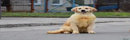 Golden Retriever dogs for sale: 5 exceptional golden retrievers  - Advert 9