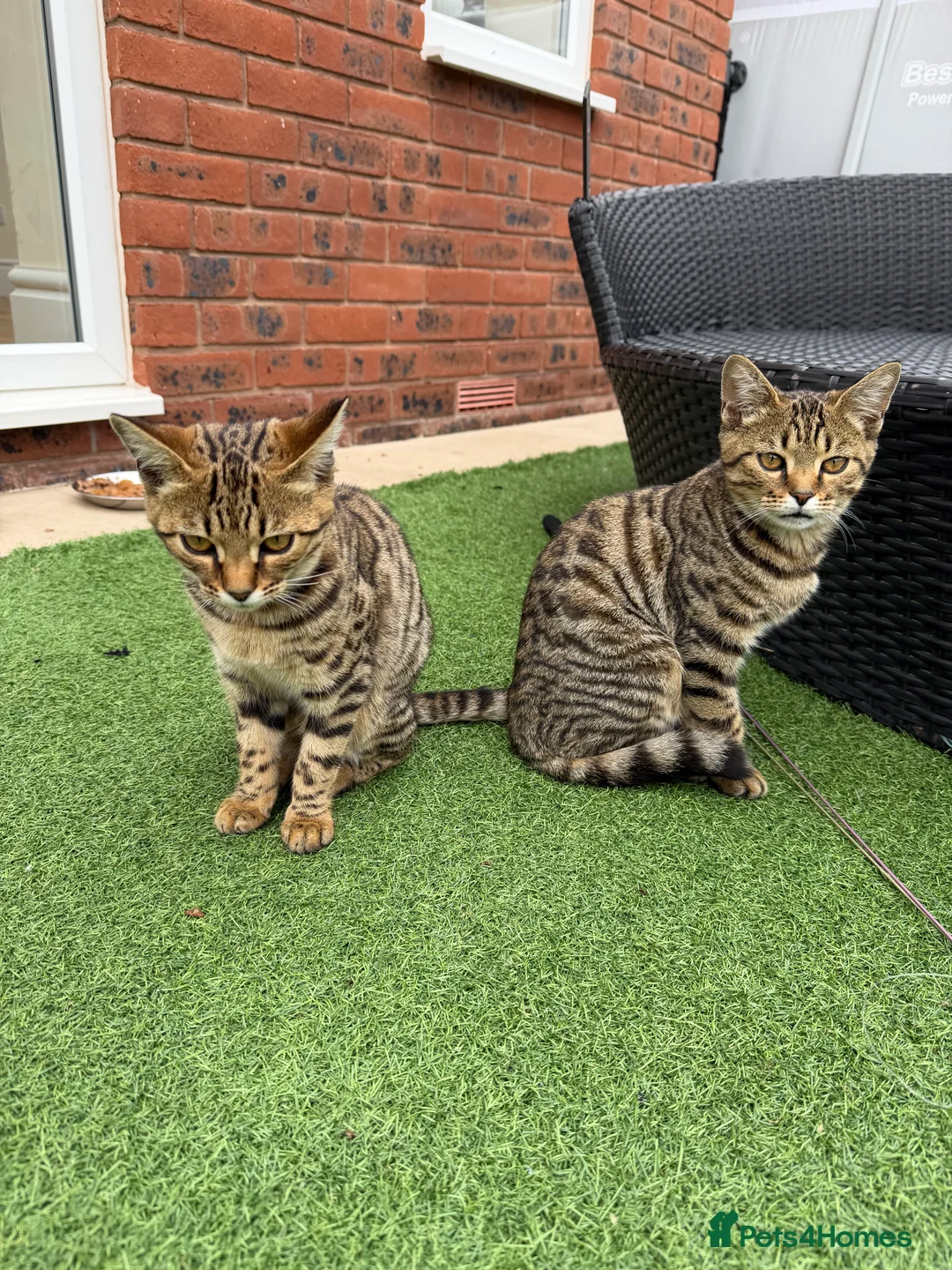 Mixed Breed cats for sale: 2 Kittens for sale - Advert 2
