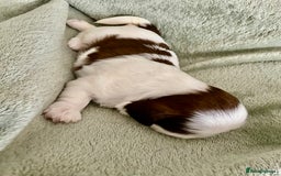 Shih Tzu dogs for sale: Adorable Imperial Shih Tzu Puppies - Image 12