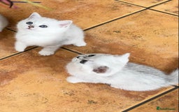 British Shorthair cats for sale: BSH Black Tipped GCCF Reg Kittens - Image 2