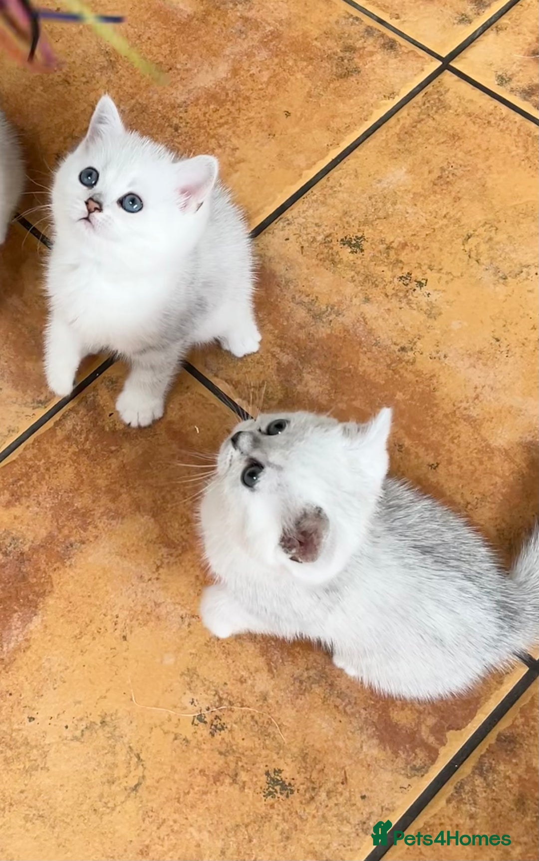 British Shorthair cats for sale: BSH Black Tipped GCCF Reg Kittens - Image 2