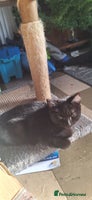 Mixed Breed cats - Advert 9