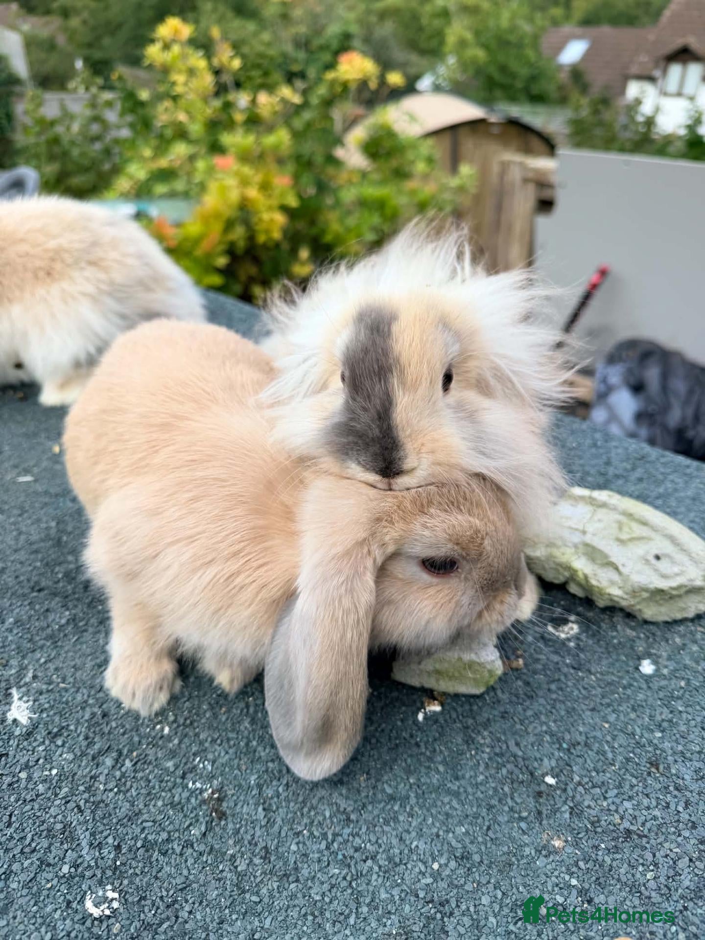 Mixed Breed rabbits 🐰 7 Rabbits for Sale – 11 Weeks Old 🐇 - Advert 7