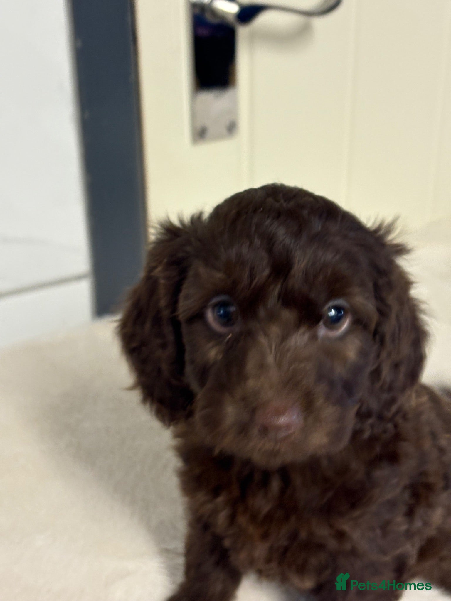 Cockapoo dogs F2B cockerpoos - Advert 3