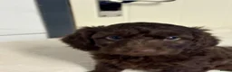Cockapoo dogs for sale: F2B cockerpoos - Advert 1