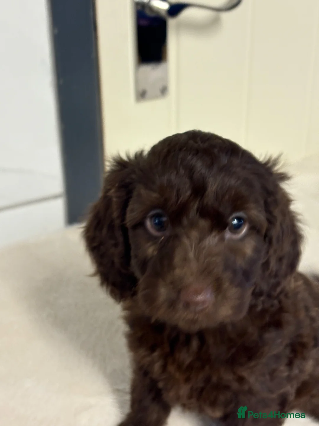 Cockapoo dogs for sale: F2B cockerpoos - Advert 1