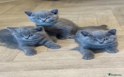 British Shorthair cats for sale: X-4 Gorgeous British-Shorthair Kittens  - Image 5