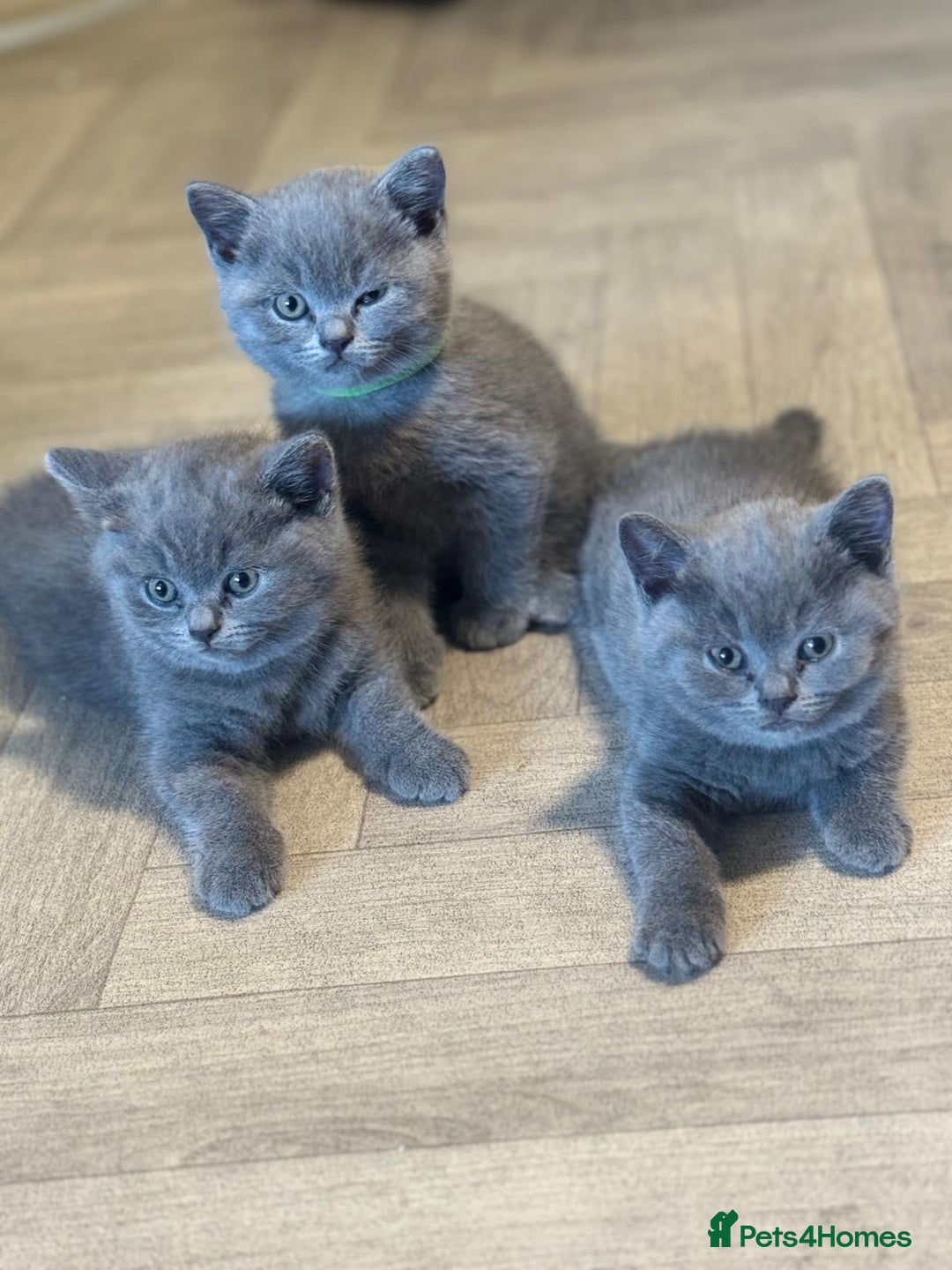 British Shorthair cats for sale: X-4 Gorgeous British-Shorthair Kittens  - Image 5