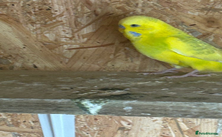Budgerigars birds - Advert 1