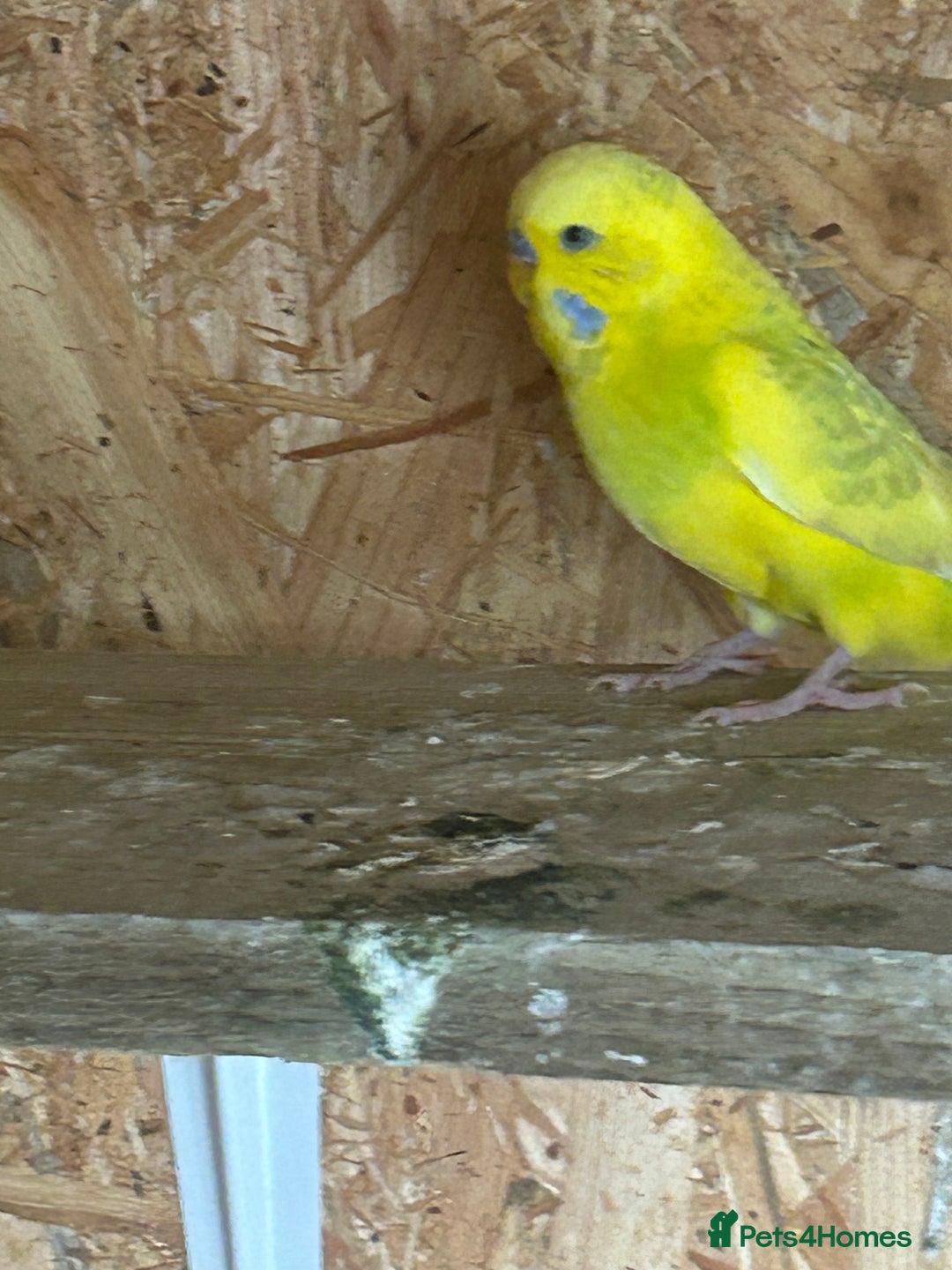 Budgerigars birds for sale: Budgie  - Image 1