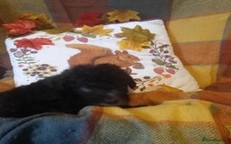 Bedlington Terrier dogs for sale: 2 x Bedlington boys  - Image 2