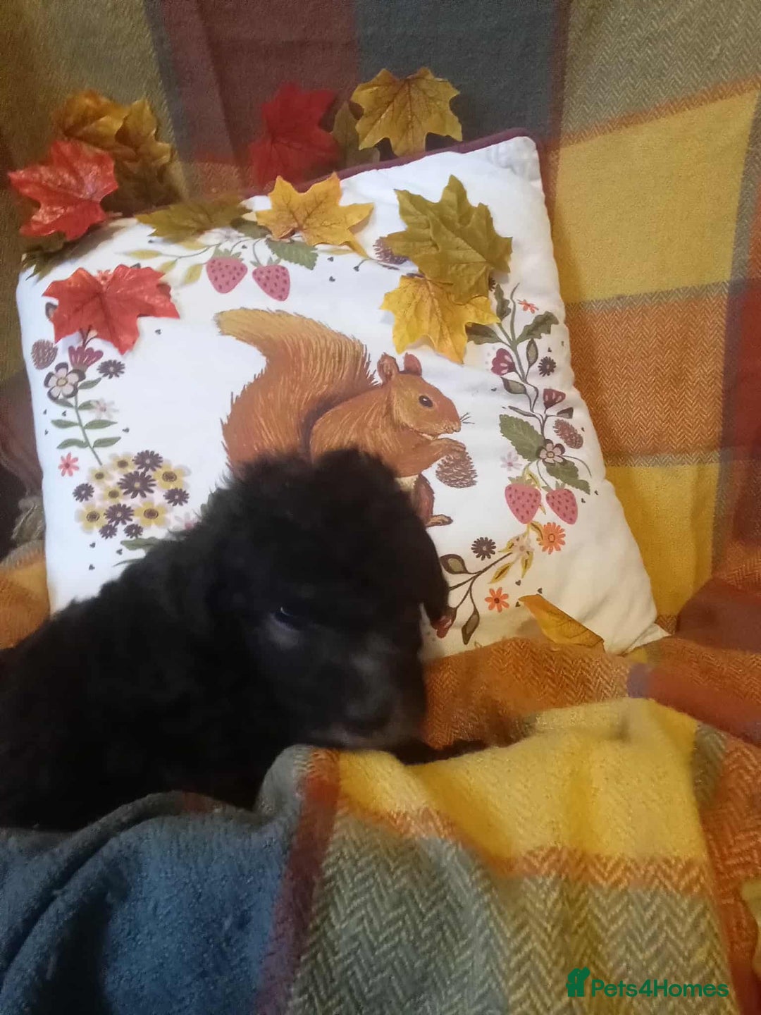 Bedlington Terrier dogs for sale: 2 x Bedlington boys  - Image 2