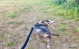 Alapaha Blue Blood Bulldog dogs for sale: Blue Merle with one blue and one green eye Female - Advert 8