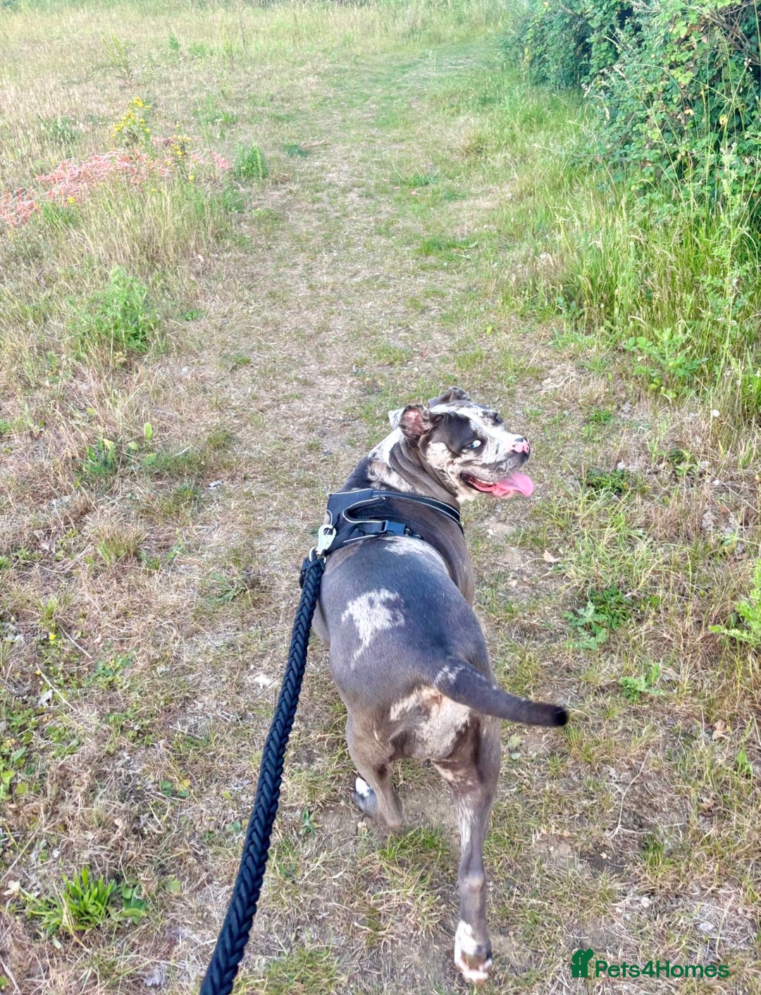 Alapaha Blue Blood Bulldog dogs for sale: Blue Merle with one blue and one green eye Female - Advert 8