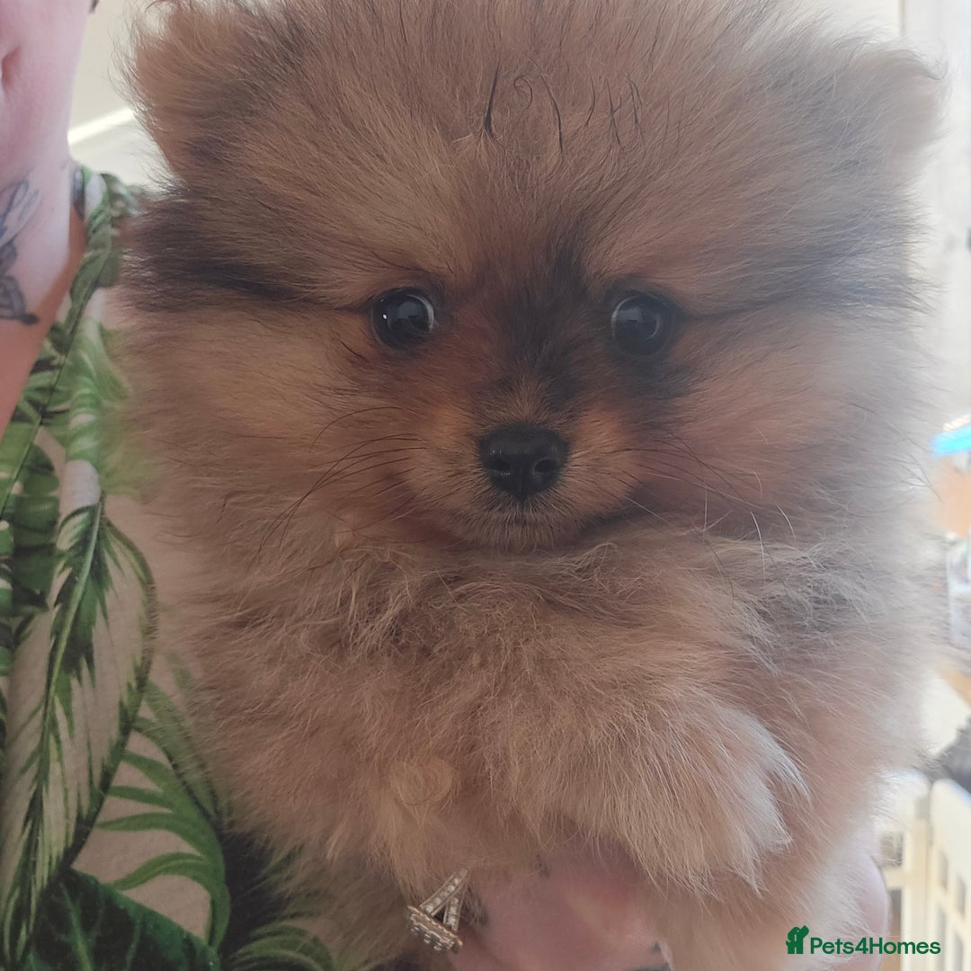 Pomeranian dogs for sale: Female merle pom - Advert 4