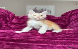 Maine Coon cats for sale: XXL Russian bloodline Maine Coon Kittens 20+Gen!🏆 - Image 38