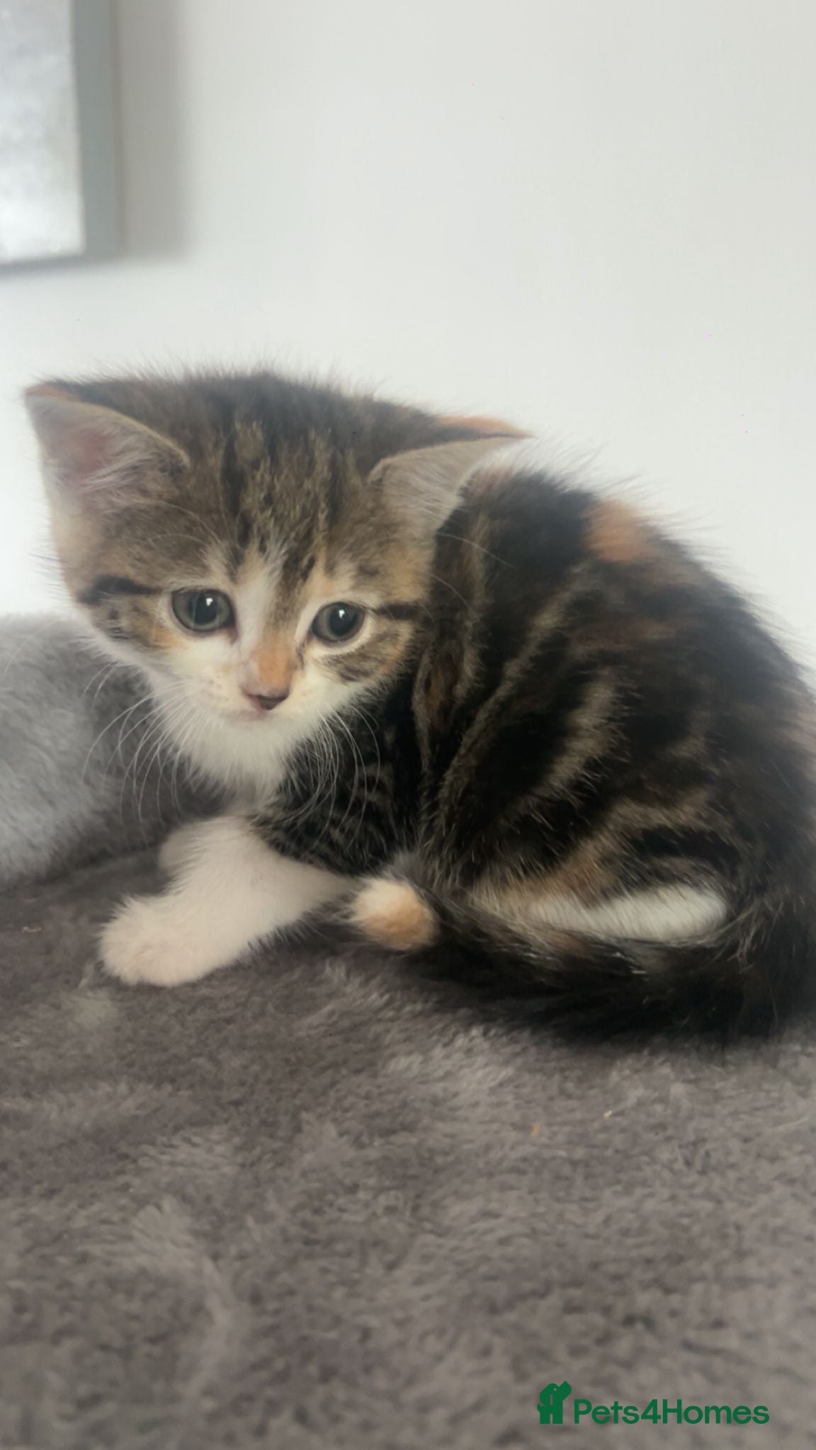 Mixed Breed cats Kittens for sale - Advert 7