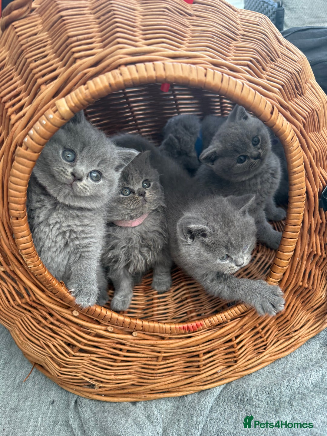 British Shorthair cats for sale: Gorgeous BHS kittens from grand champion gccf stud - Advert 2