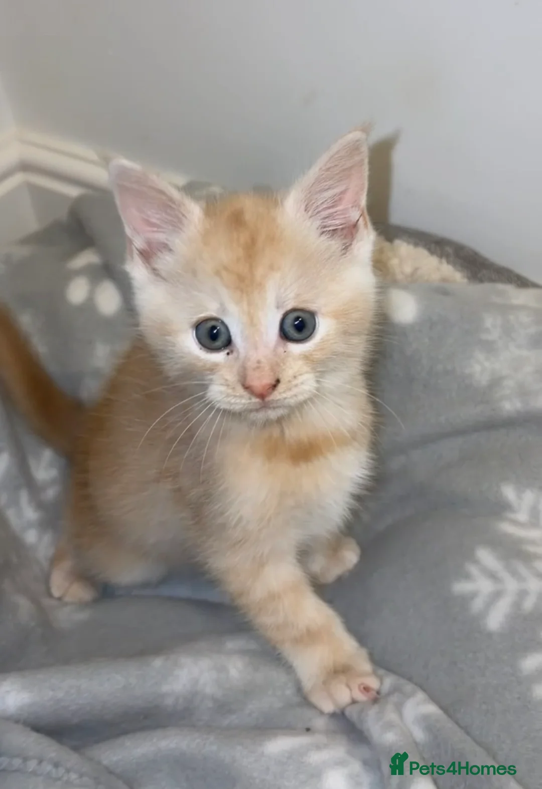 Maine Coon cats for sale: 1 BOY, 3 GIRLS looking for a loving home.  in Devizes - Advert 17