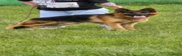 German Shepherd dogs for stud: German shepherd for stud in Wolverhampton - Advert 3
