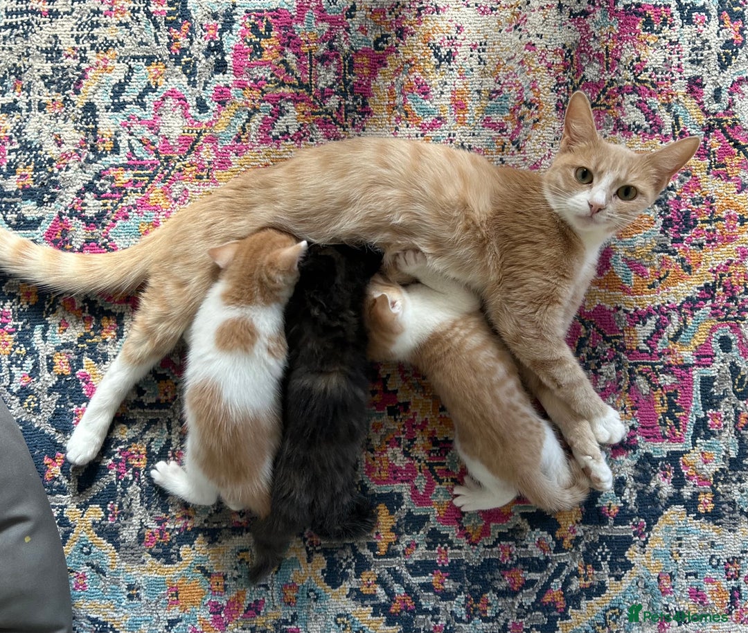 Domestic Shorthair cats for sale: Kitten available now - Image 10