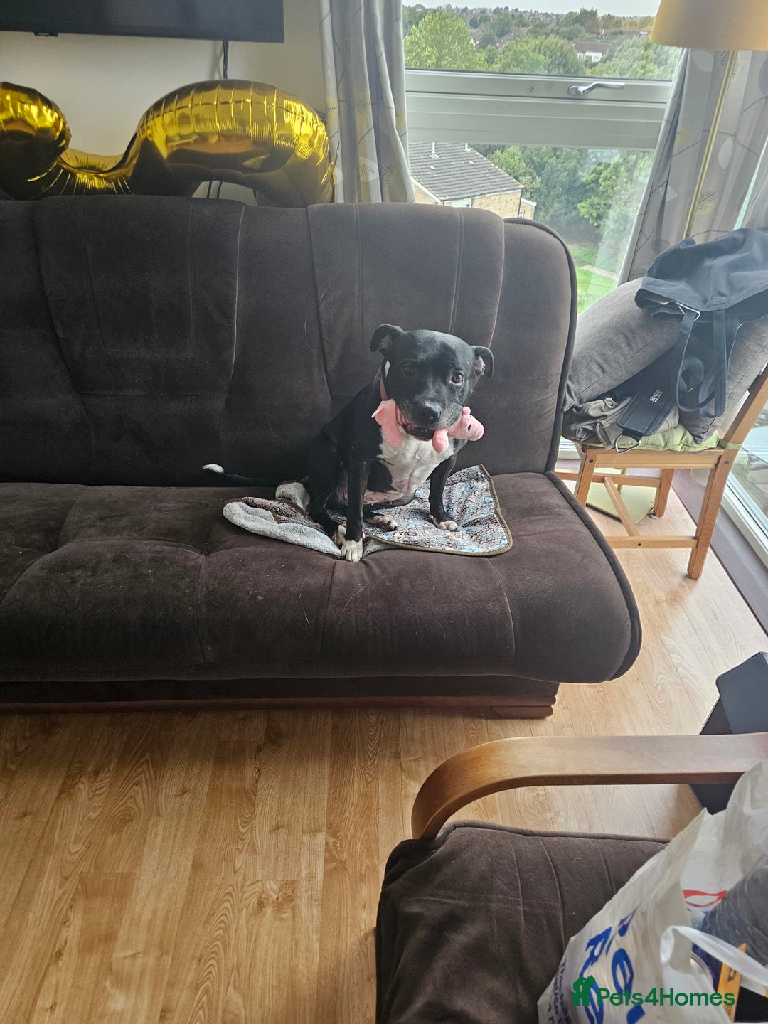 Staffordshire Bull Terrier dogs for sale: Loving & Protective Dog Looking for a Forever Home - Image 6