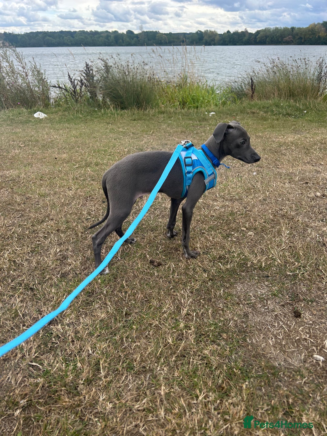 Italian Greyhound dogs for sale: Last blue boy kc reg ready now fully vaccinated  - Image 25