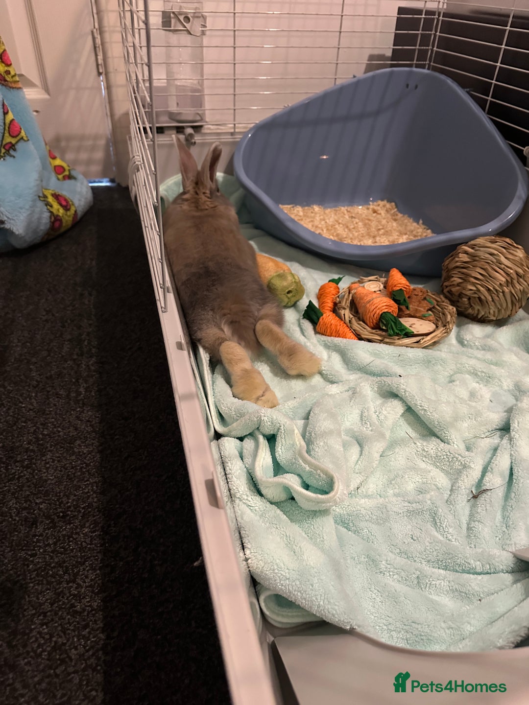 Mixed Breed rabbits for sale: Loafy For Sale! Mixed Between Rex + Dwarf - Advert 5