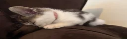 Mixed Breed cats for sale: Bengal X Tabby Mix - Advert 3