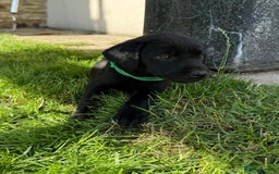Labrador Retriever dogs for sale: KC Registered Black Labrador Pups 🐾 - Image 10