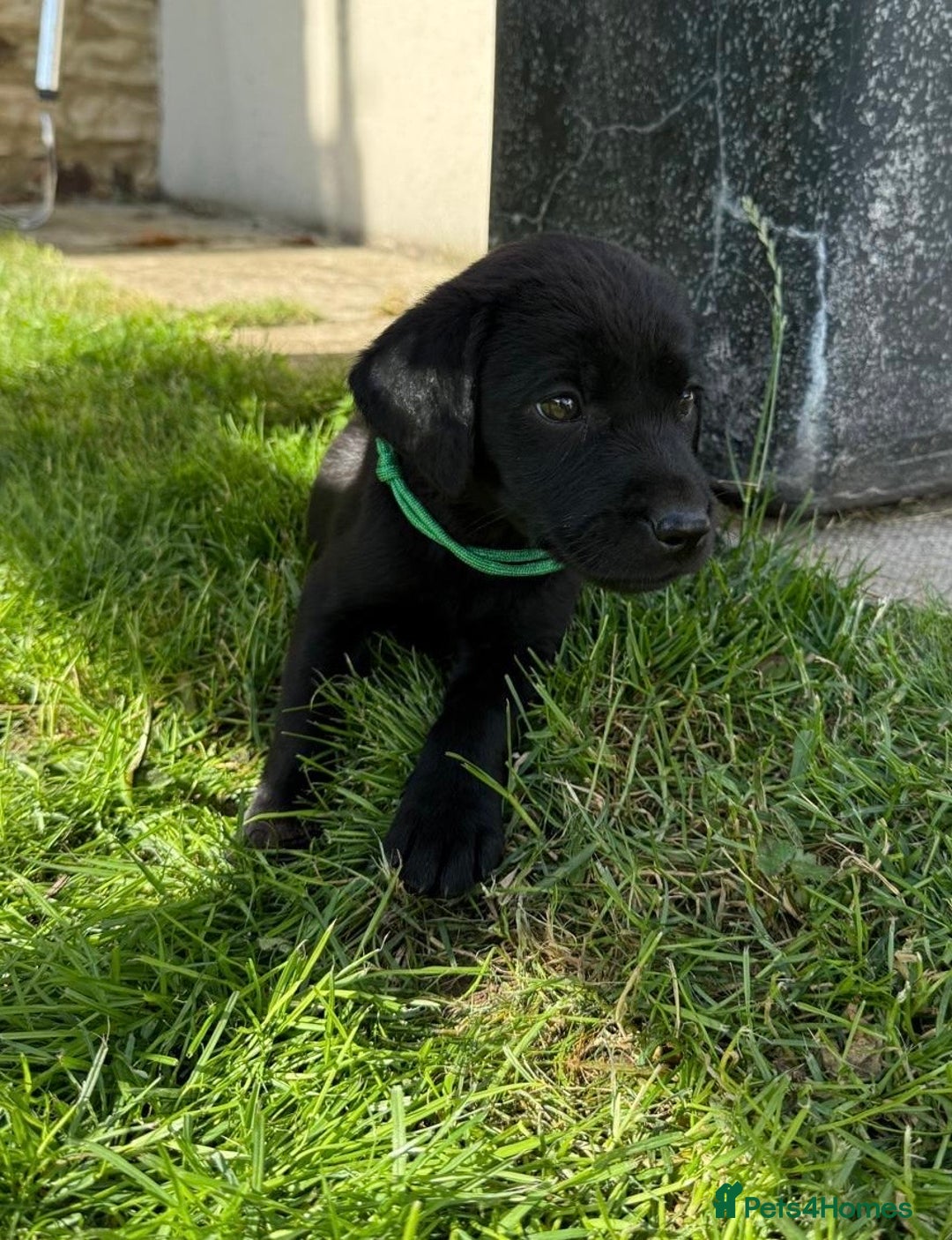 Labrador Retriever dogs for sale: KC Registered Black Labrador Pups 🐾 - Image 10