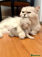 Persian cats Pure Persian Chinchilla kittens - Advert 2