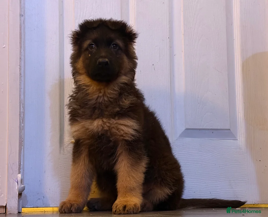 German Shepherd dogs for sale: Kc Registered Long Haired German Shepherd Puppies - Advert 28