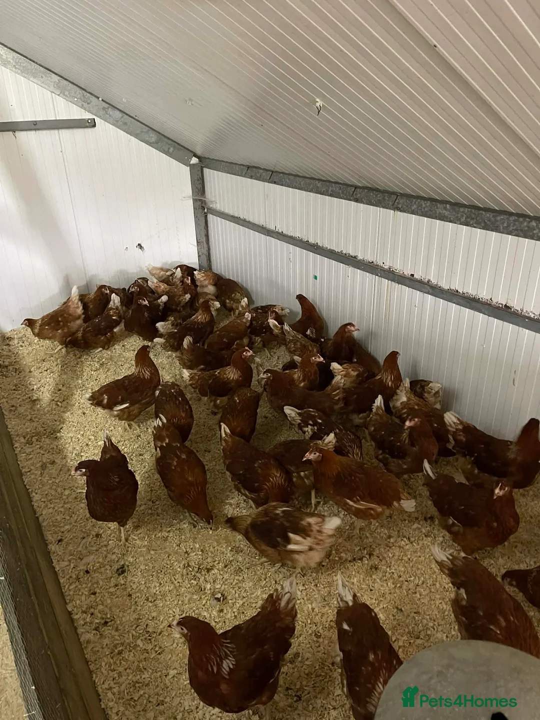 Chickens poultry for sale: Lohmann brown chickens pol - Advert 4