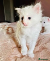 Mixed Breed cats - Advert 5