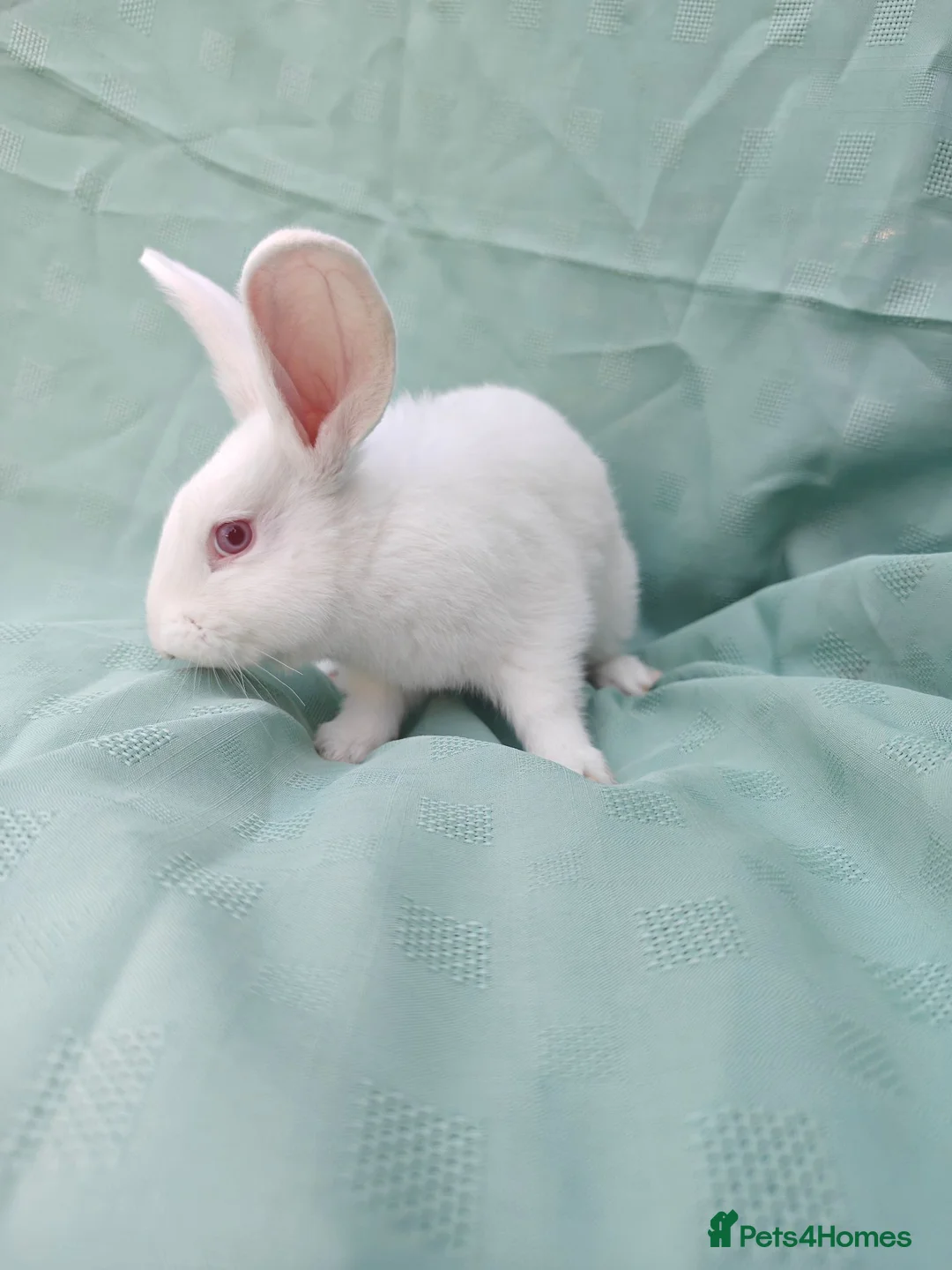 New Zealand rabbits for sale: 🐰 New Zealand Does – Steel & Sliver 🐰 - Advert 4