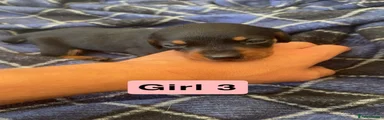 Dachshund 3