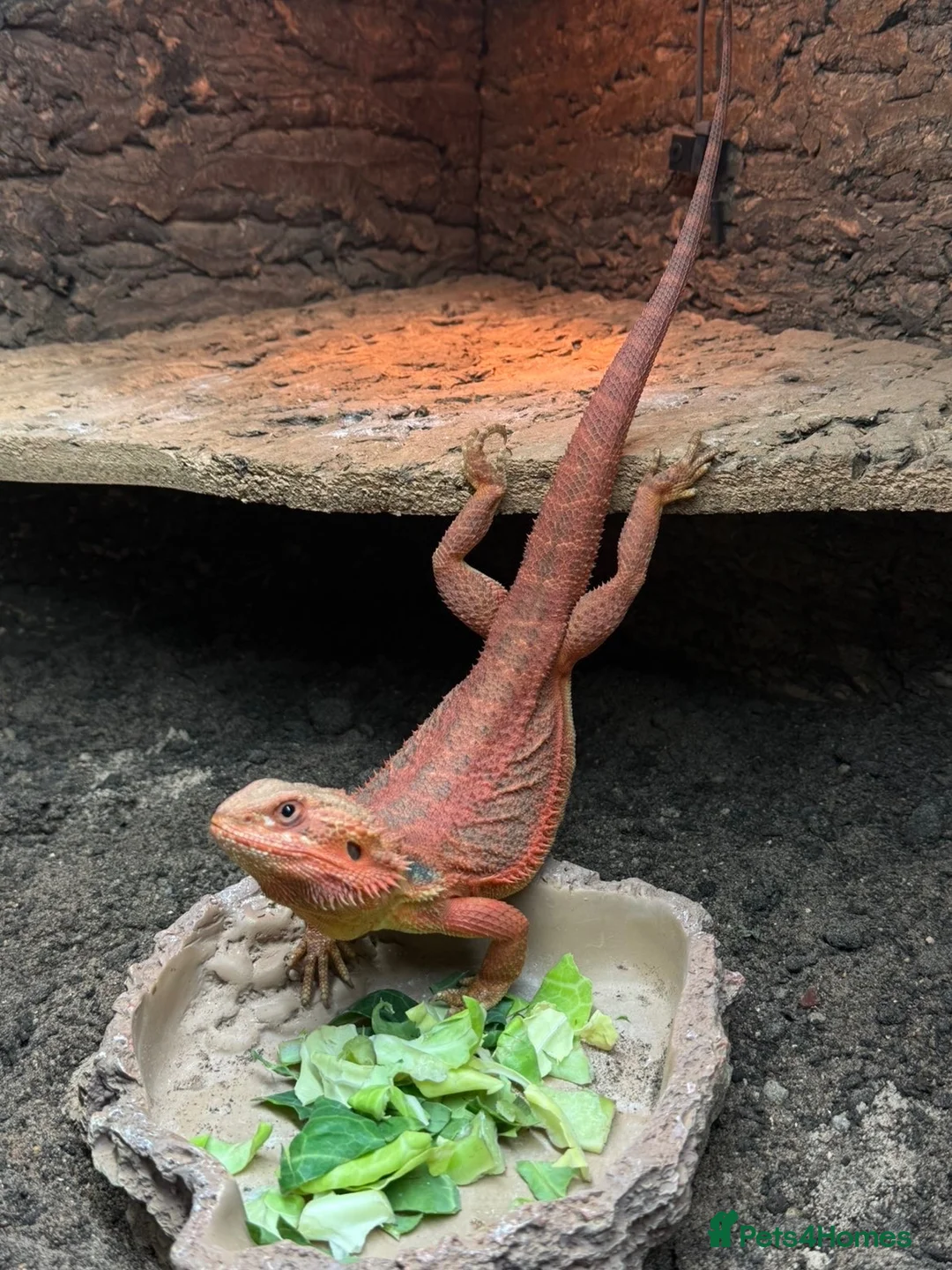 Bearded Dragon reptiles for sale: Young Adult Hypo Leatherback Red Bearded Dragon - Advert 3