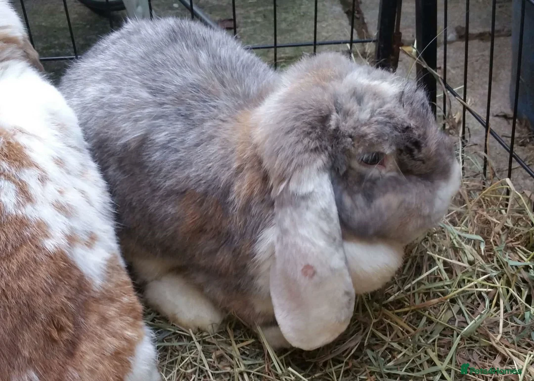 French Lop rabbits for sale: Giant French Lop Adult Doe - REHOME - VACCINATED  - Advert 3