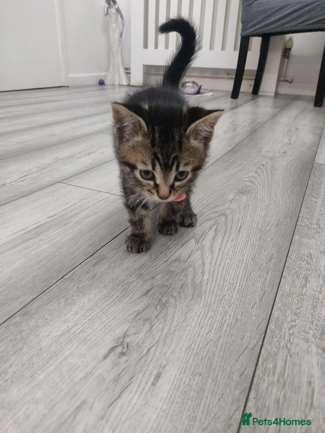 Mixed Breed cats for sale: 3 beautiful kittens  in Liverpool - Advert 8