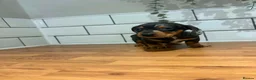 Dachshund dogs for sale: Beautiful dachshund puppies - Advert 10