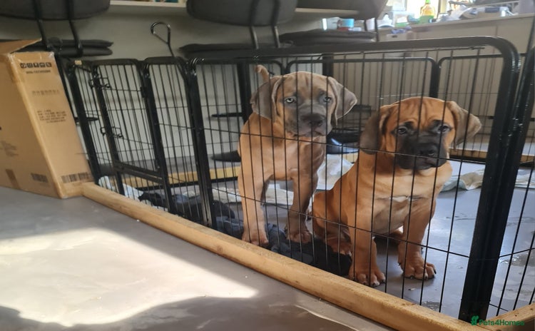 Cane Corso dogs in Wolverhampton - Advert 1