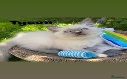 Ragdoll cats for sale: 2 BOYS LEFT . Ready to leave TODAY - Image 19